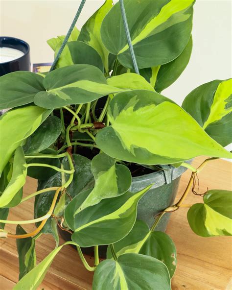 brazil philodendron plant